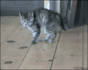 1gfebh.gif