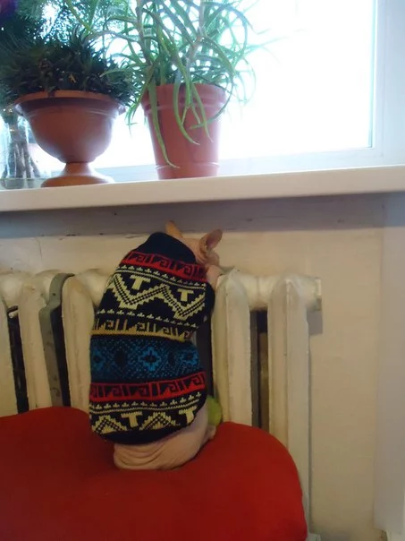 1GFvXyszqzs.webp