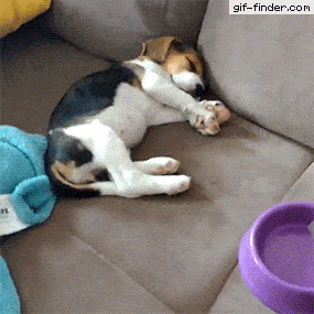 1gjeej.gif