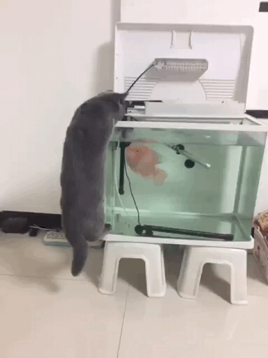 1hbfgd.gif