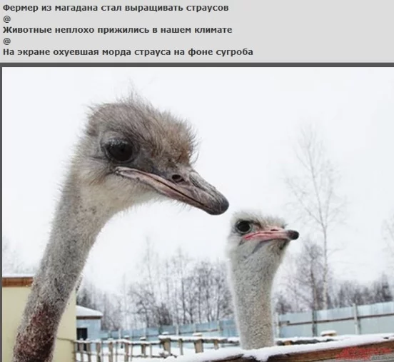 1hcaaj.webp