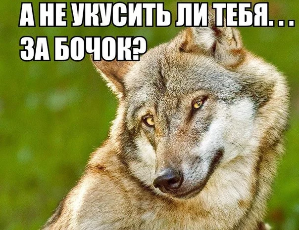 1MrTVLrcL6s.webp