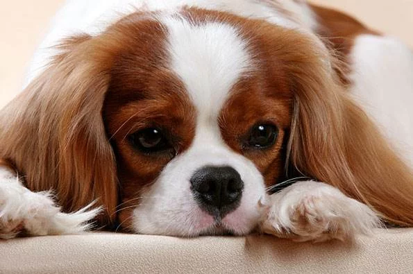 1q_84544634789458.webp
