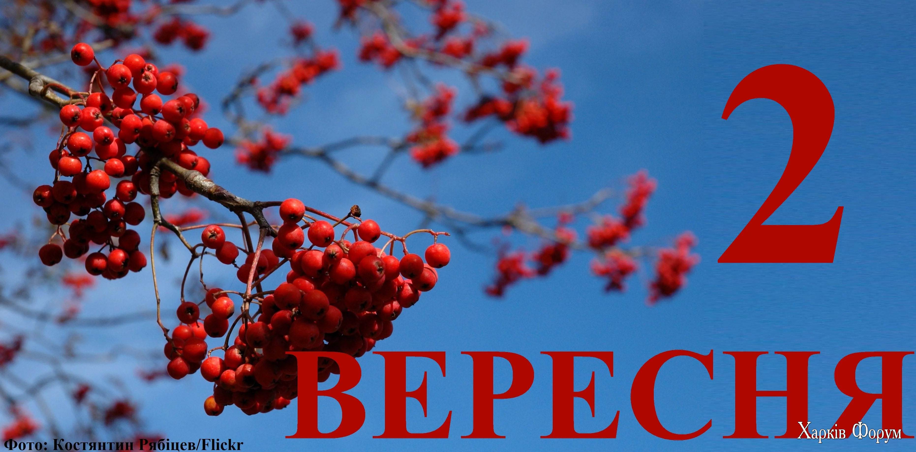 2-VERESNYA.webp