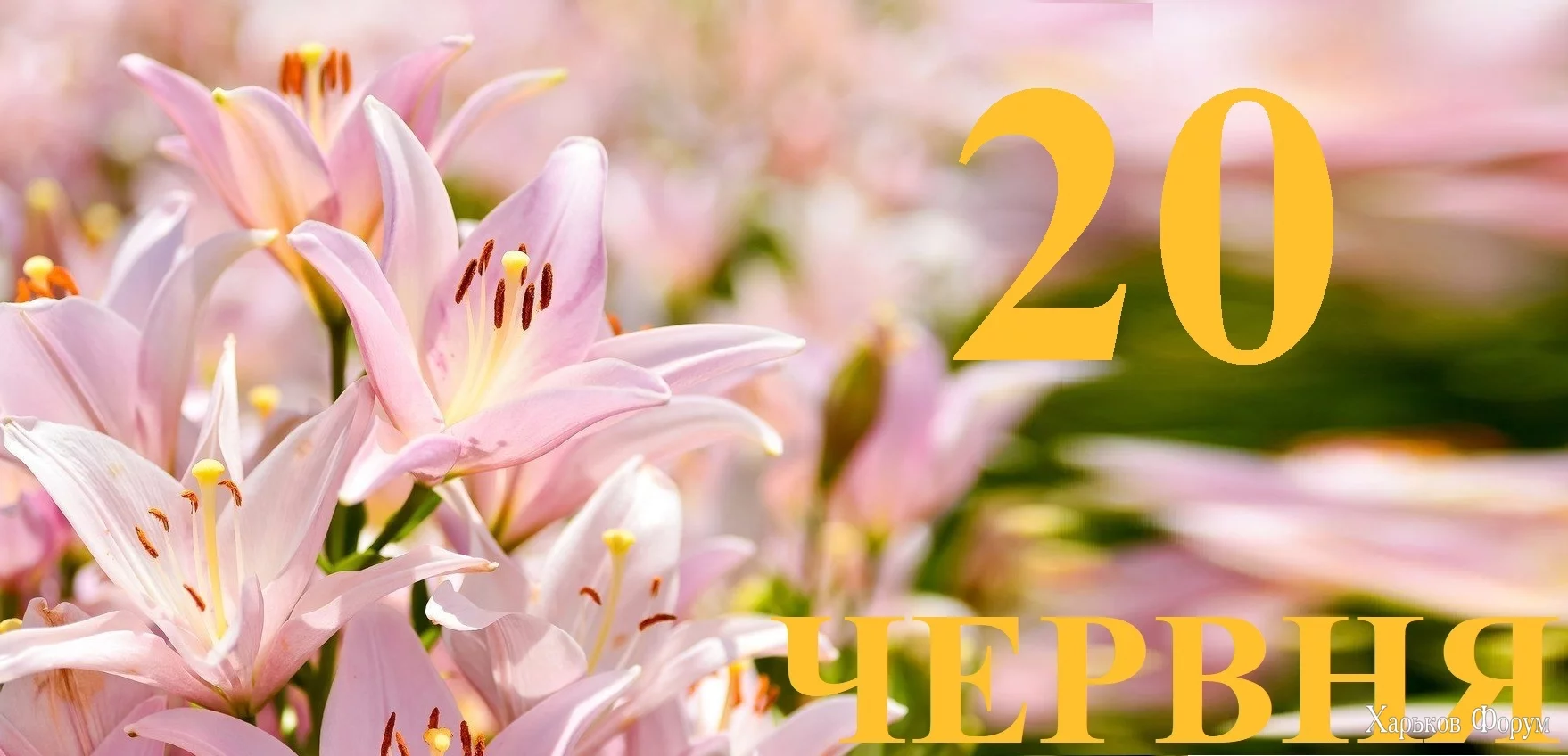 20-CHERVNYA.webp