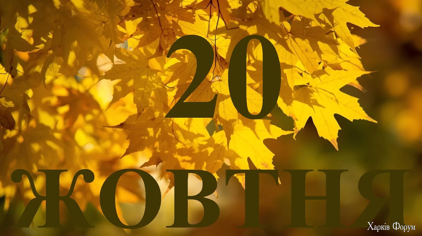 20-ZHOVTNYA.webp