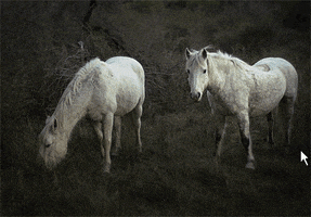 200.gif