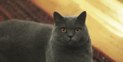 200.gif
