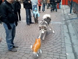 200.gif