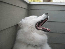 200.gif