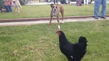 200.gif