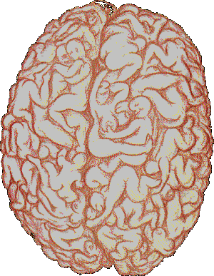 2003_08_26_tgutr_free_fr_brain.gif