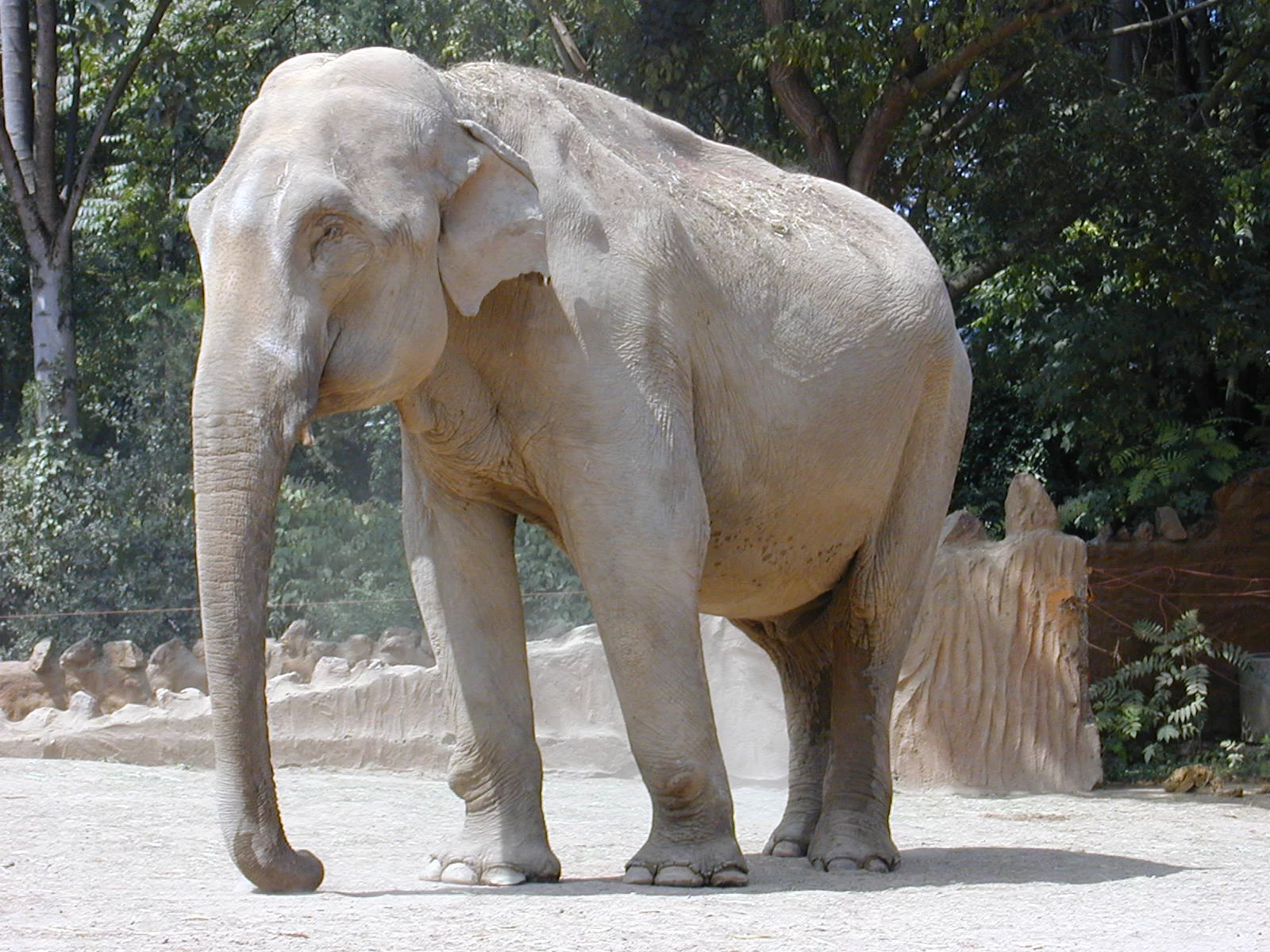 200407_Elephant_9.webp