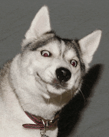 200_s.gif
