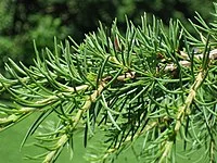 200px-Cedrus_libani_shoot.webp
