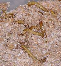 200px-Mealworms_in_plastic_container_of_bran.jpg