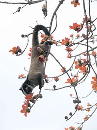 200px-Paradoxurus_hermaphroditus_feeding.webp