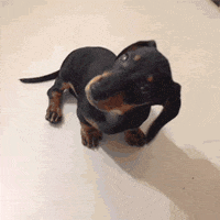 200w.gif