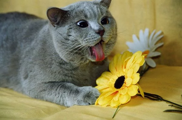 20100223034656.webp