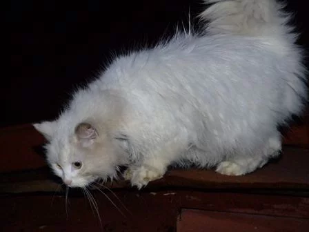20100907105002.webp