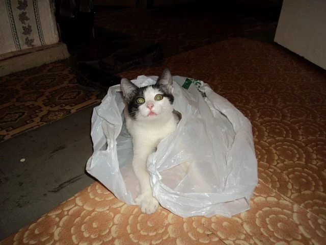 20101123084131.webp