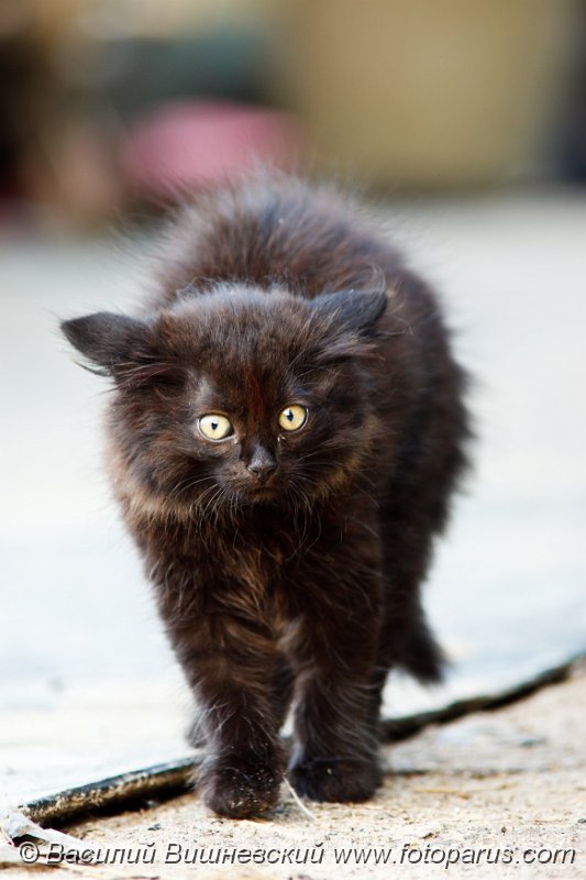 2010_0603Felis_catus1953.jpg
