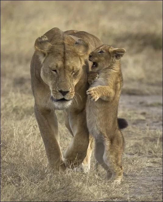 2011-05-04_212816_lions.webp