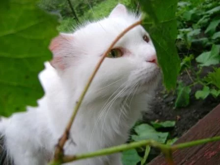 20110817093323.webp