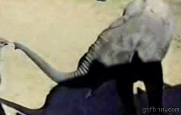 2012-03-05_111813_animals-08.gif