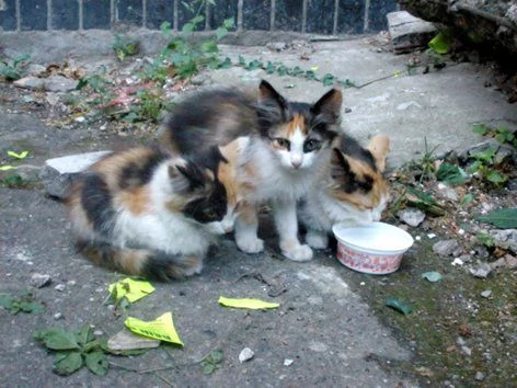20120725111447.webp