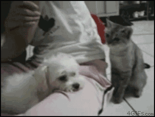 2014_06_01_04_06abload_de_img_1_167tjff.gif