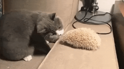 2018-02-06-1517938260.gif