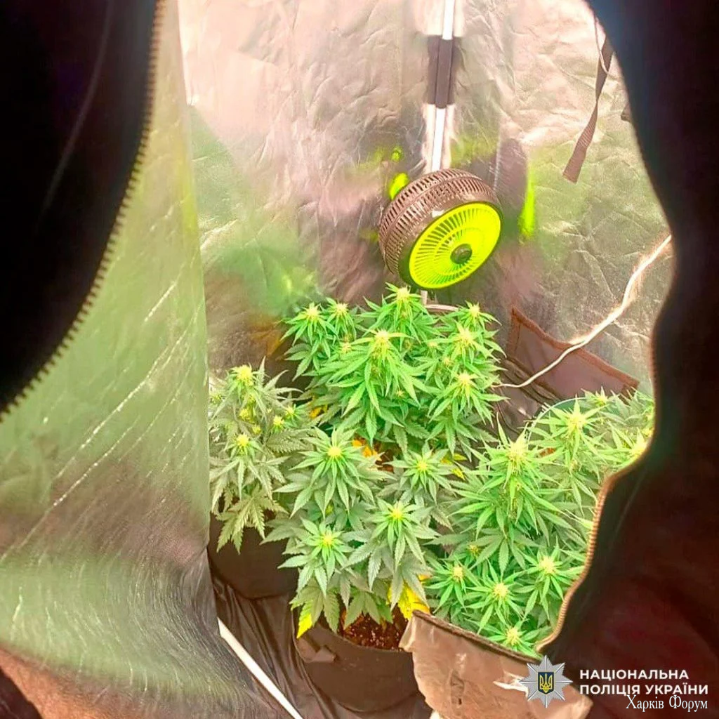 Вирощування конопель у Харкові