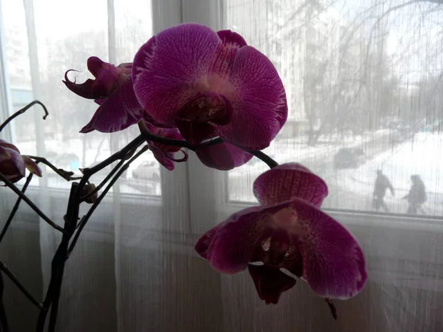 2029493_m.webp