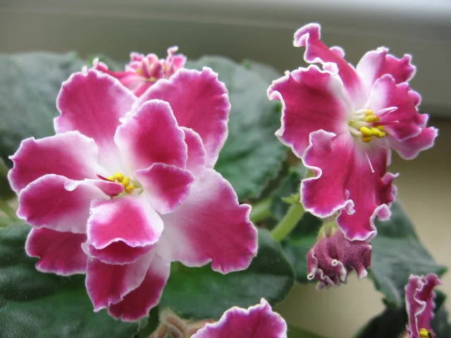 2055037_m.webp