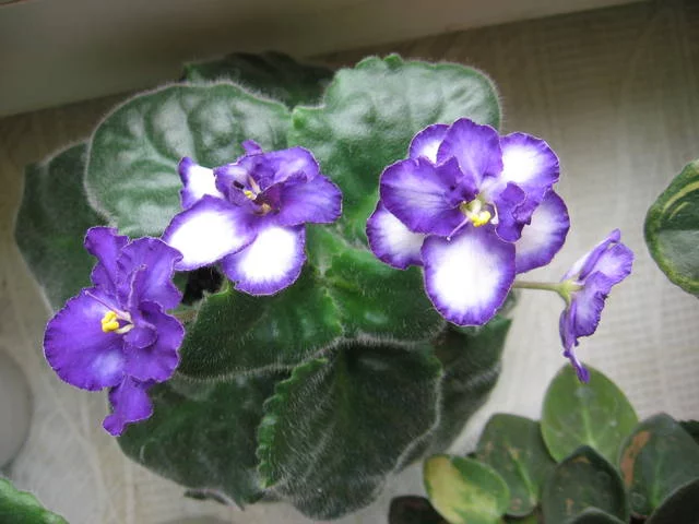 2055041_m.webp