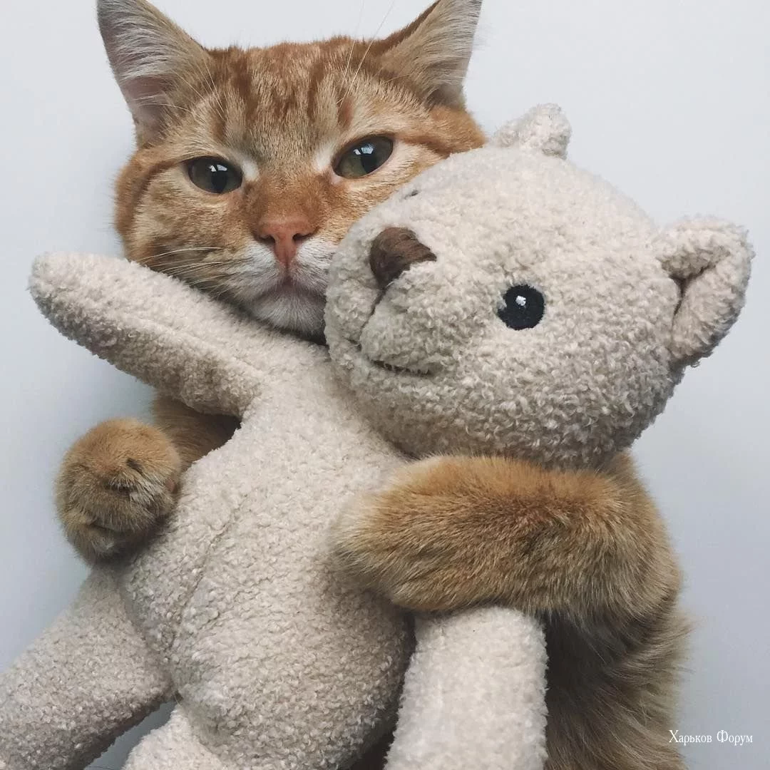 207ec062b380c587648d.webp