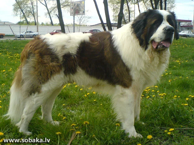 208-0413-5261-K-Mosk.webp
