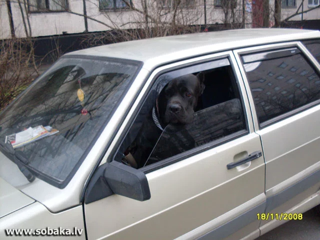 208-1212-1233-K-Cors.webp