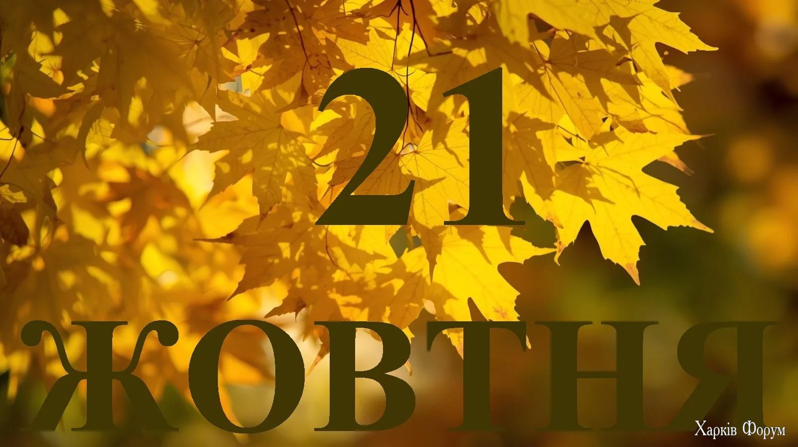 21-ZHOVTNYA.webp