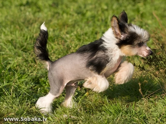 210-0108-9101-K-Cres.webp