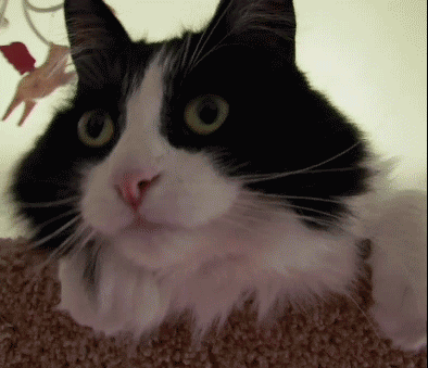 210fbf104d927c2baea.gif
