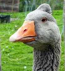 210px-Goose_(7992650482).webp