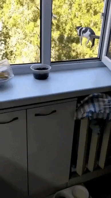 212475046a17dd240.gif