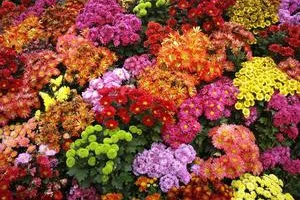 21313.webp