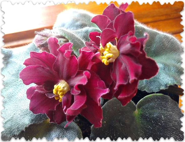 2138481_m.webp