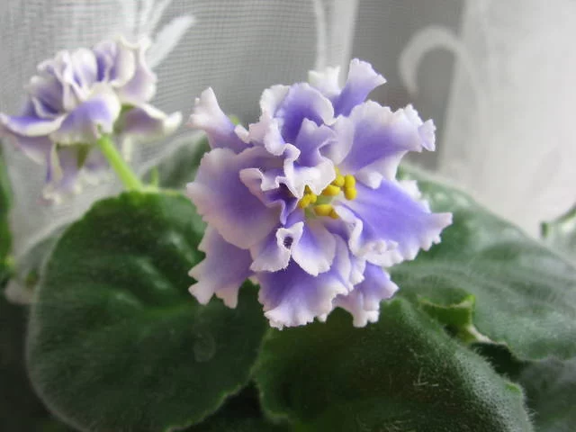 2139493_m.webp