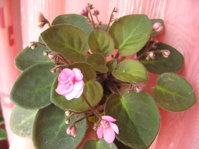 2139499_m.webp