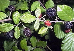 2188.webp
