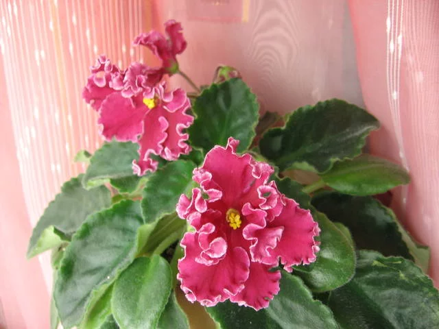 2195144_m.webp